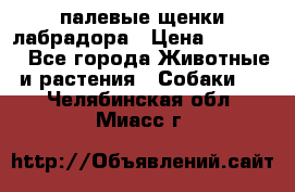 палевые щенки лабрадора › Цена ­ 30 000 - Все города Животные и растения » Собаки   . Челябинская обл.,Миасс г.